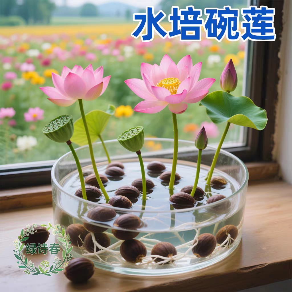 水培碗莲种籽子四季睡莲荷花水养植物种藕缸养盆栽铜钱草草籽种孑