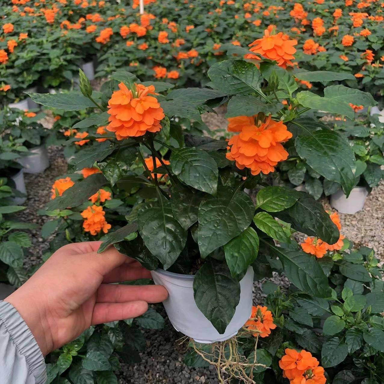 鸟尾花盆栽带花苞大盆花卉植物客厅阳台四季开花懒人好养鲜花绿植