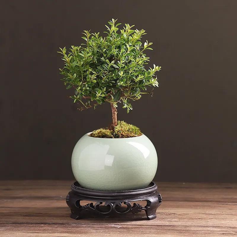 小叶赤楠老桩盆栽盆景月季迷你植物室内花卉办公室桌面小绿植