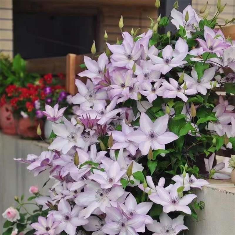 铁线莲大苗特大小苗爬藤庭院花园花卉攀援盆栽地栽老桩铁线莲带花