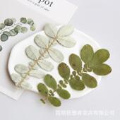 狂想者源头工厂 diy手工课押花植物标本干花材料包 压花材料包