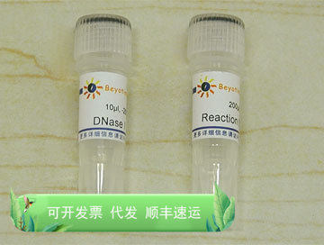 TUNEL检测阳性对照制备试剂盒 C1082 碧云天生物 Beyotime