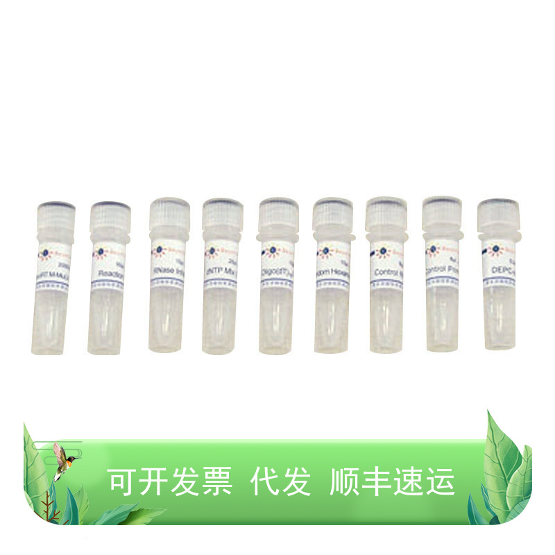 BeyoRT™ cDNA第一链合成试剂盒(RNase H-)