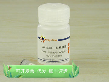 FoxO3a抗体(兔单抗) AF609 碧云天生物 Beyotime