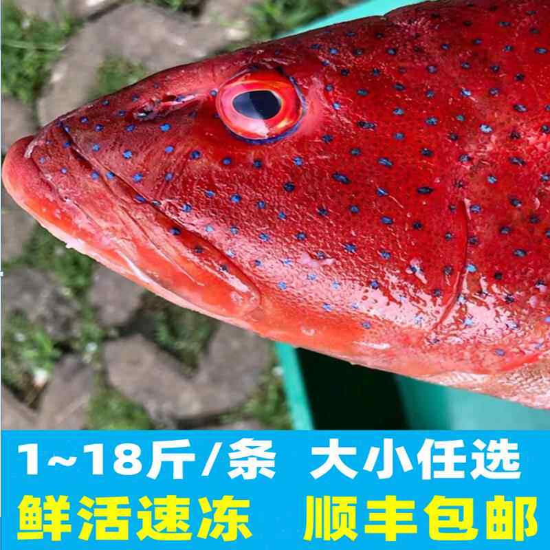 海南东星斑鱼鲜活新鲜速冻大红石斑冷冻老虎珍珠龙胆燕尾蓝星老鼠