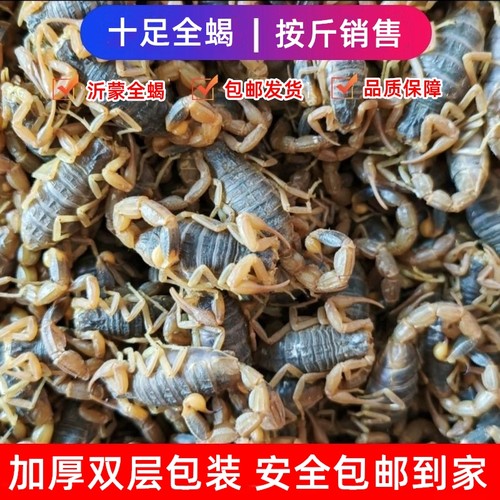 蝎子活体沂蒙山十足全蝎活蝎子正宗东亚钳蝎毒蝎子礼品宠物包邮