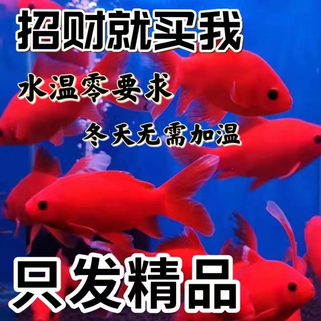 冷水血鹦鹉招财小金鱼苗红草金冷水鱼好养耐活观赏鱼锦鲤活鱼淡水图片