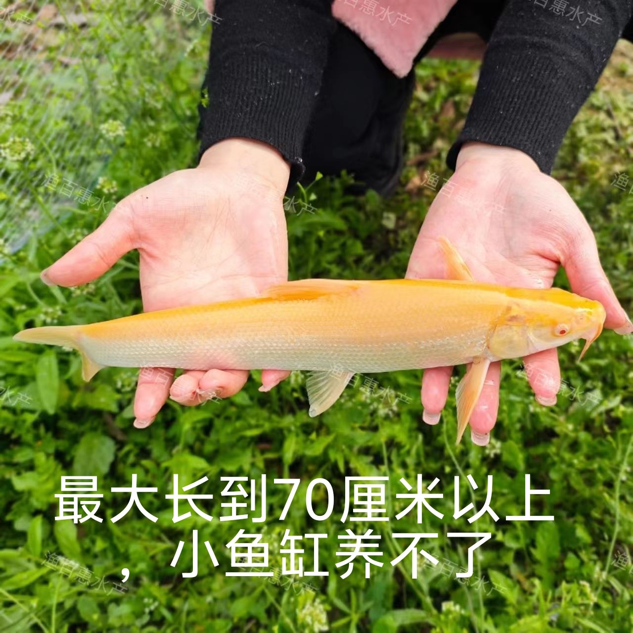 黄金鳕鱼苗招财龙黄金鳕鱼淡水好养殖观赏赤目大磷鲃鱼红眼鳕鱼苗
