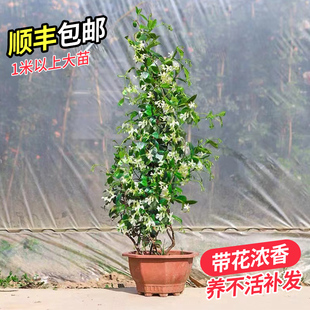 风车茉莉爬藤花卉植物络石藤苗庭院盆栽四季 常青银丝茉莉藤蔓耐寒