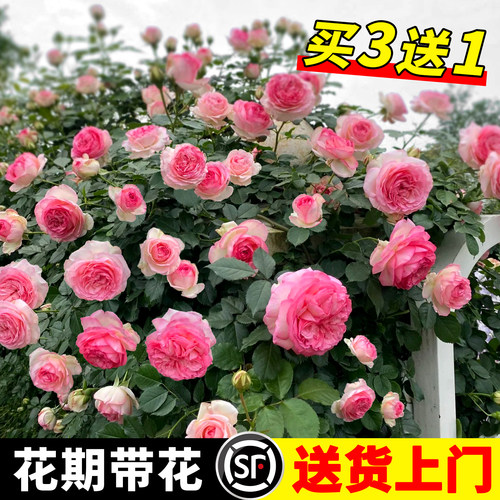 爬藤蔷薇花苗四季开花