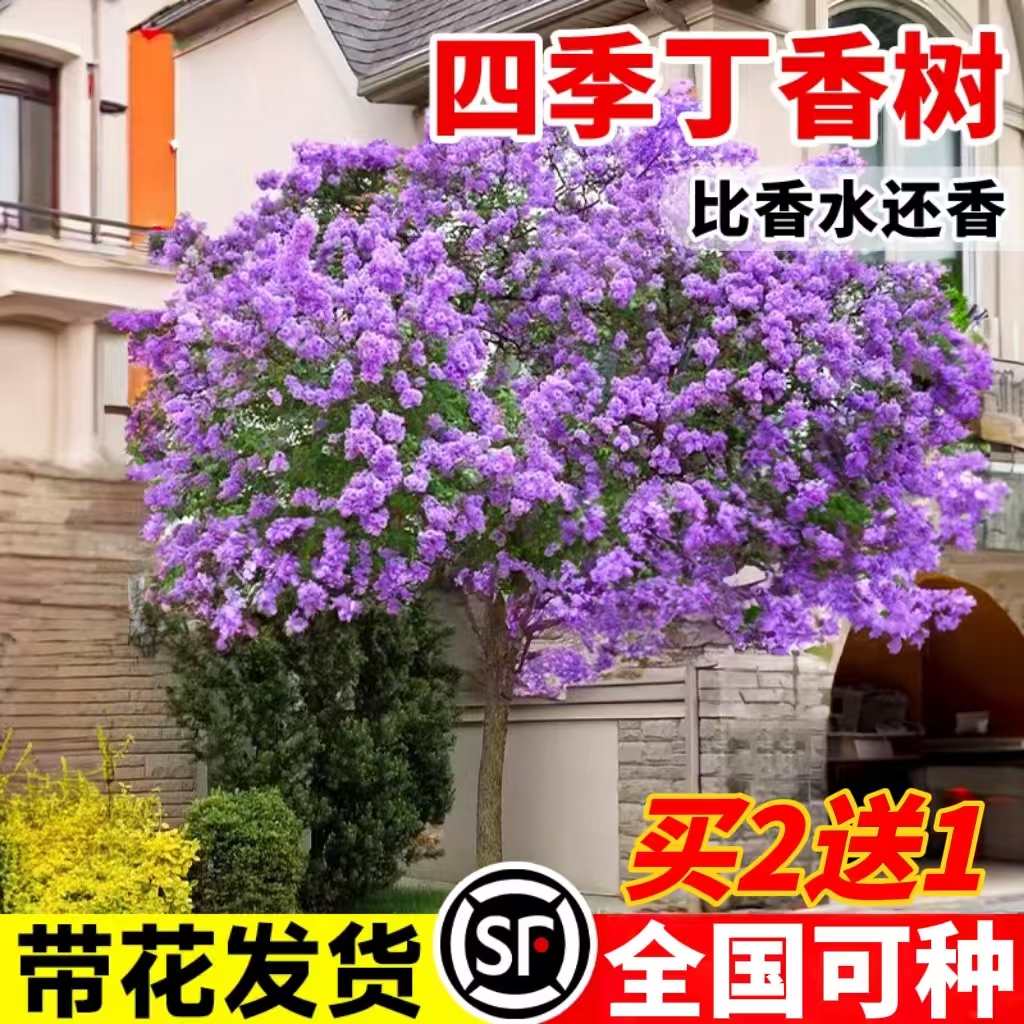 丁香花树苗浓香花苗花卉植物耐寒庭院四季室外别墅白紫丁香花盆栽