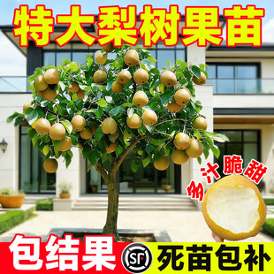 特大秋月梨树果苗果树大树砀山梨皇冠翠冠嫁接南北方四季种植庭院