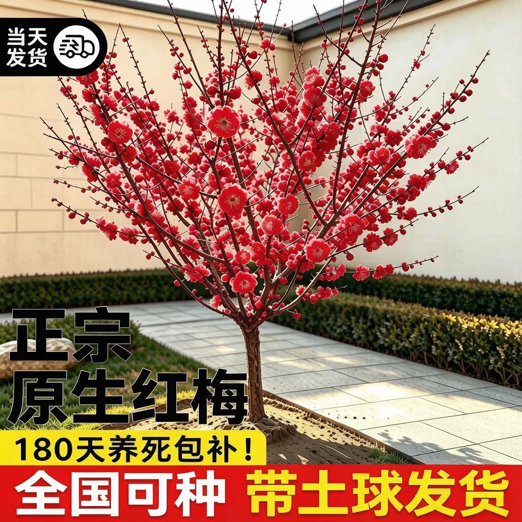 红梅花树苗庭院耐寒地栽四季花卉植物原生骨里红梅室外南北方腊梅