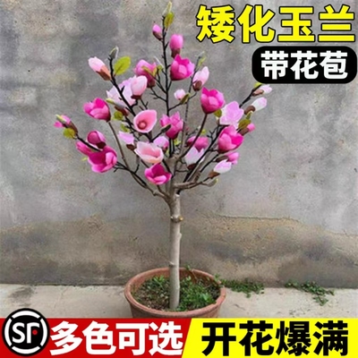 绿焉玉兰花树苗南北方种植耐寒