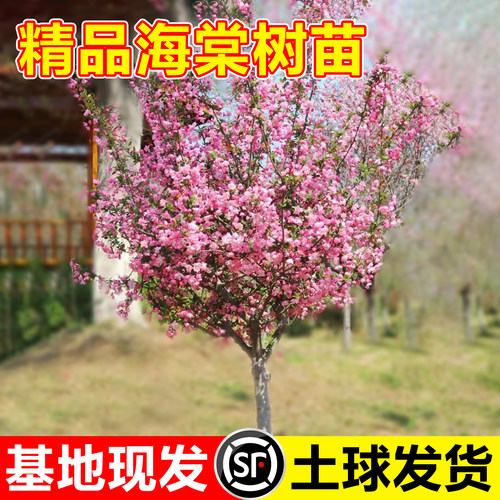 海棠树苗庭院西府垂丝海棠花盆栽