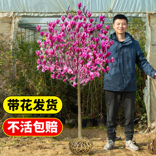 绿焉阳台庭院春季不活包赔