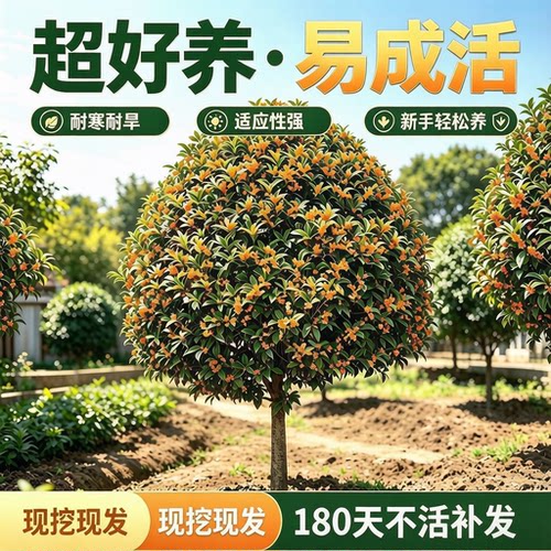 四季桂丹桂金桂带土球地栽老桩