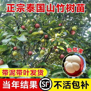 黄金山竹树苗庭院盆栽地栽水果树南北方嫁接泰国无籽山竹树果苗