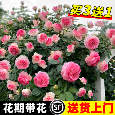 爬藤月季花苗四季开花不断