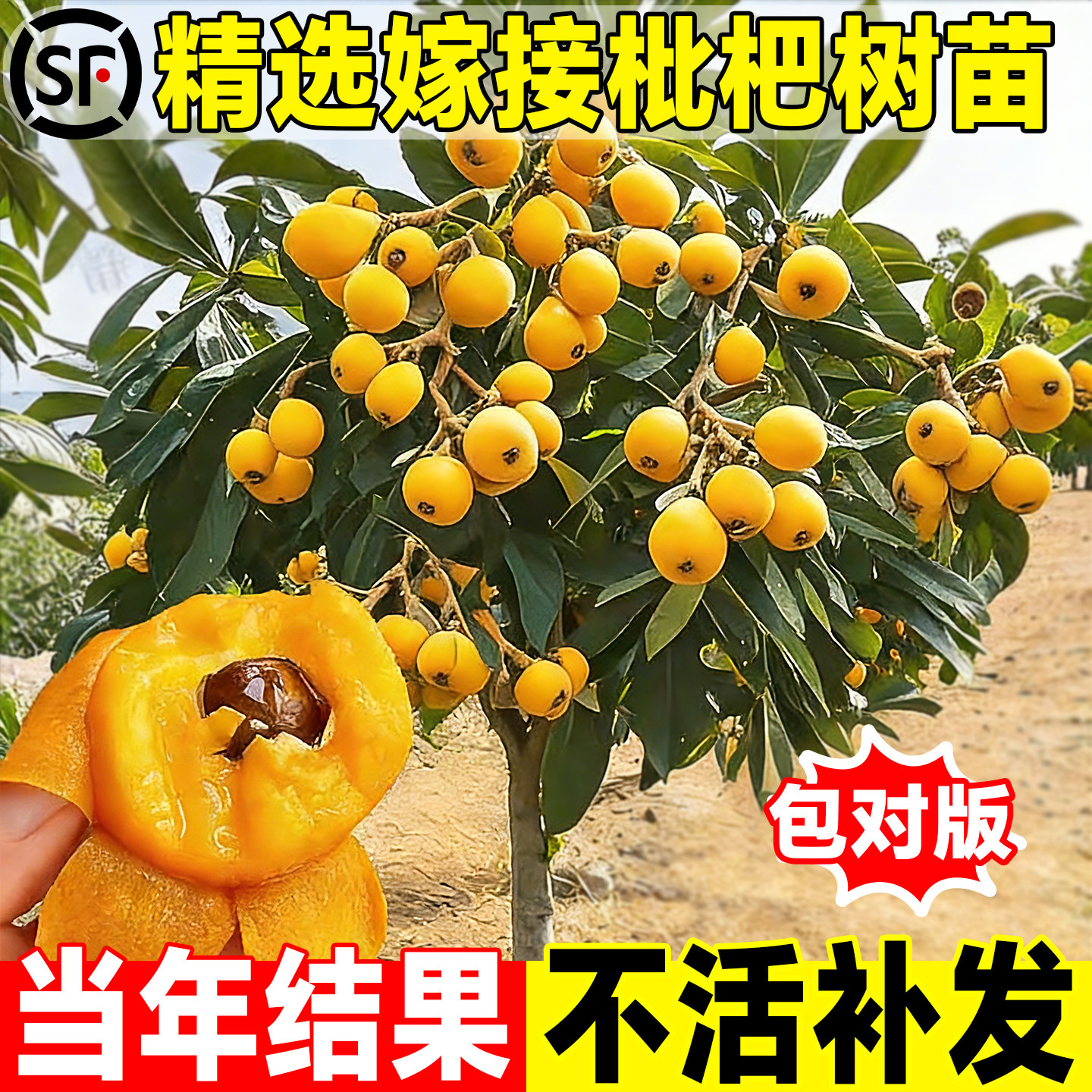 枇杷树苗果苗大五星无核砂糖批杷苗树果树白玉琵琶嫁接水果树盆栽,鲜花速递/花卉仿真/绿植园艺,果树,淘宝优惠券,粉丝福利购,淘宝优惠卷