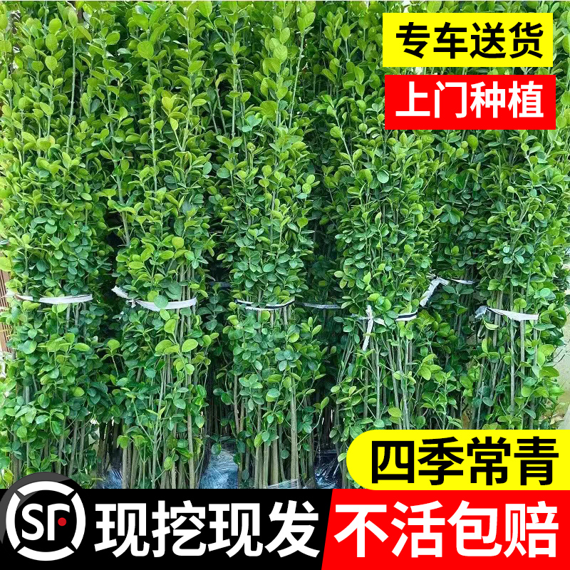冬青苗观叶植物四季常青