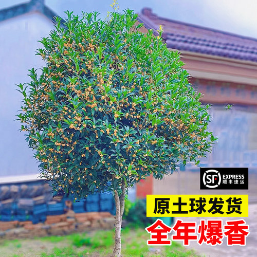 桂花树苗四季开花庭院种植