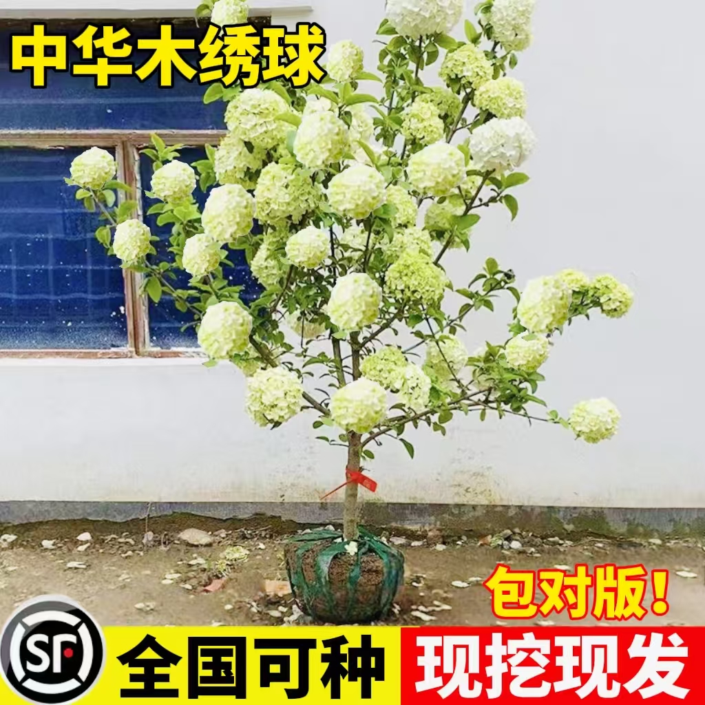 中华木绣球树苗室外地栽盆栽斗球花小苗庭院别墅木本老桩植物盆栽