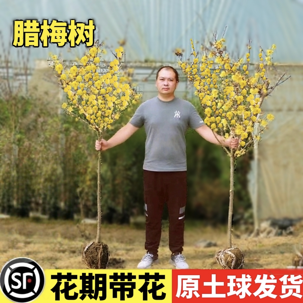 腊梅红梅绿梅美人梅庭院植物