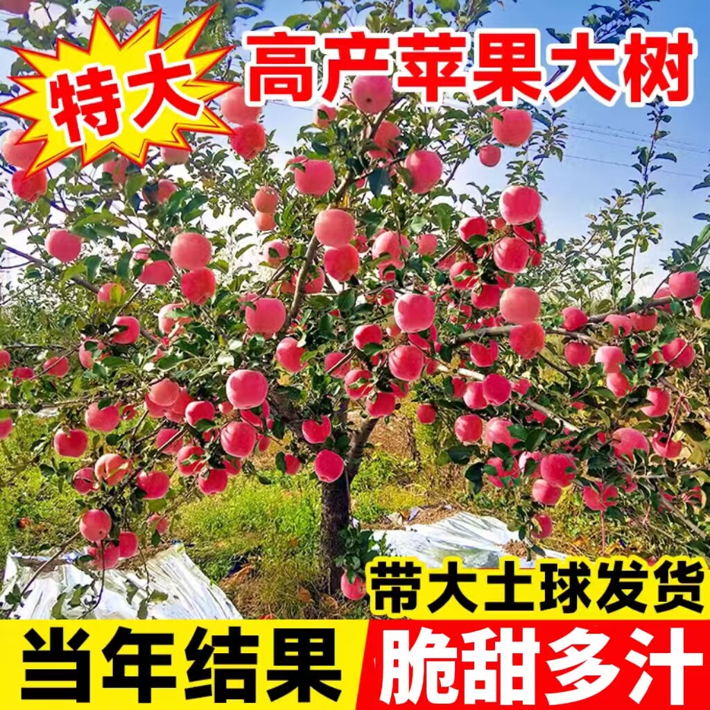 苹果树当年结果大树嫁接红富士冰糖心活苗地栽北方耐寒果树带土球