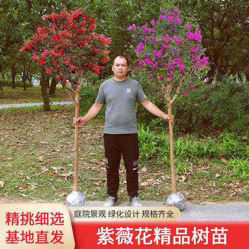 紫薇红火箭树苗庭院夏天美丽