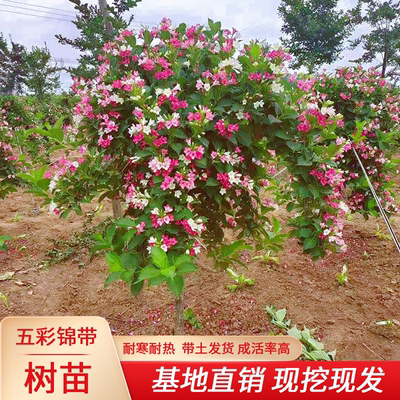 五彩锦带树苗庭院种植耐寒耐冻