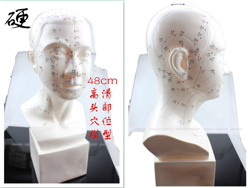 高清教学中医人体针灸穴位头部