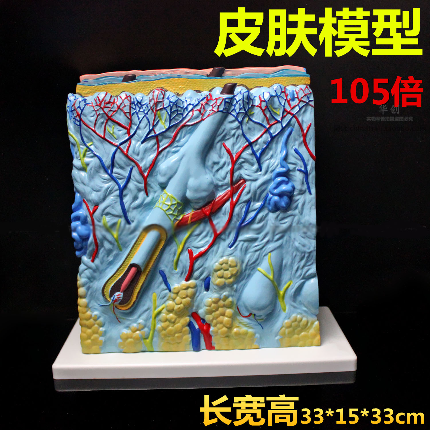 医院用医用皮肤放大105倍模型人体皮层皮肤血管组织毛囊教学模型
