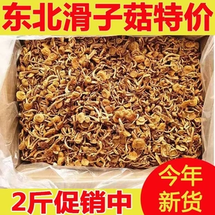 东北特产滑子菇小黄蘑滑菇香菇小鸡炖蘑菇滑子蘑榛蘑