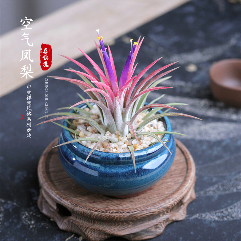 空气凤梨桌面迷你盆栽懒人植物