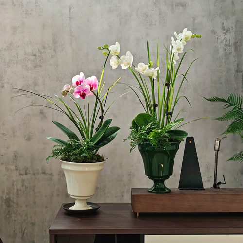 蝴蝶兰盆栽室内带花苞好养