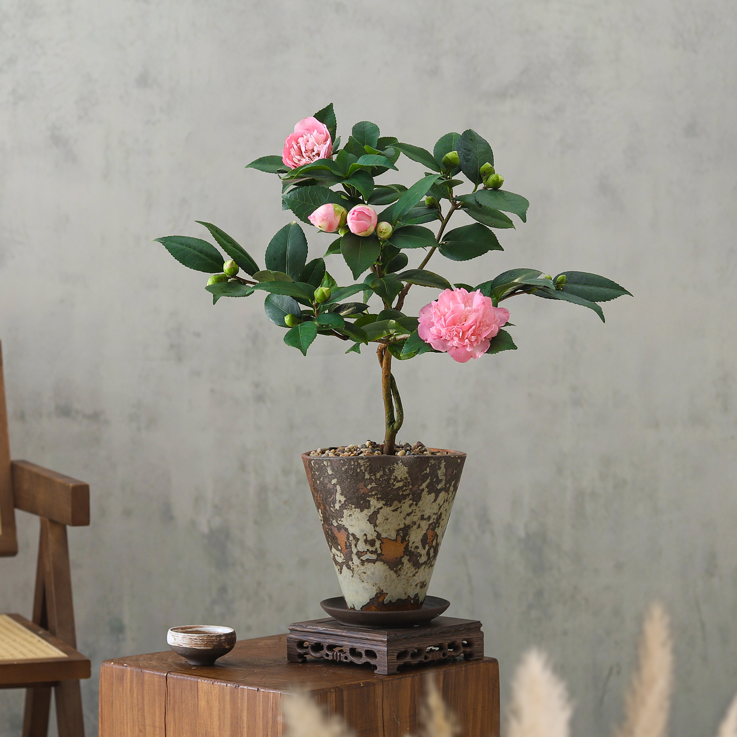 茶花盆栽侘寂风意式室内办公室