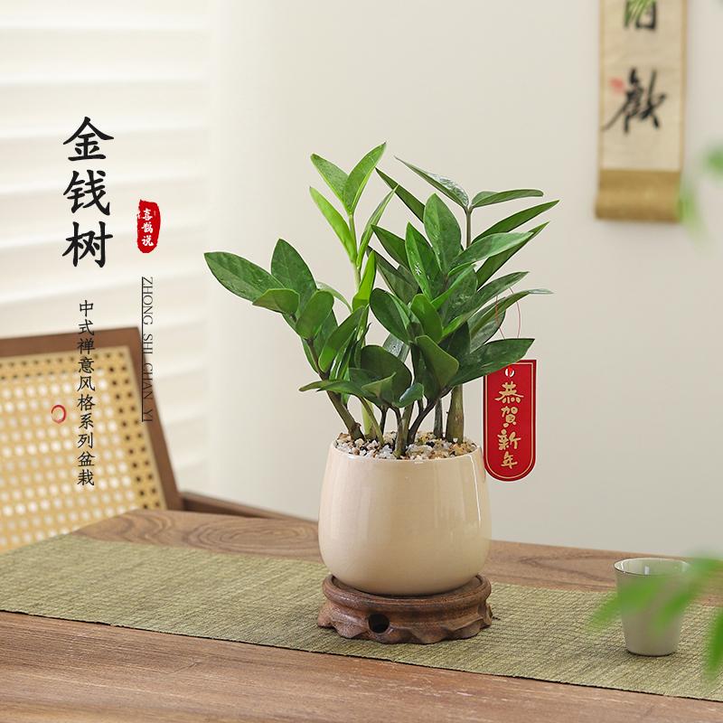 金钱树-雪梨盆-吊牌办公室桌面