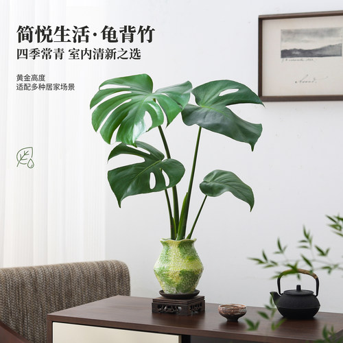 龟背竹水培桌面绿植好养净化空气