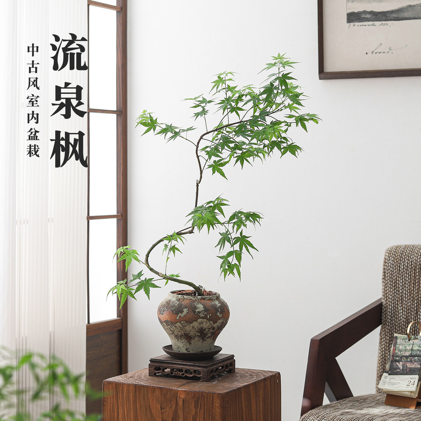流泉枫盆栽绿植中古风客厅室内玄关四季好养花卉老桩植物造型盆景