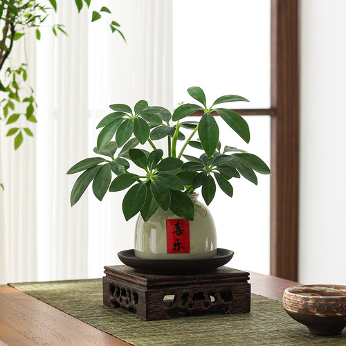 鸭脚木水培桌面绿植好养净化空气