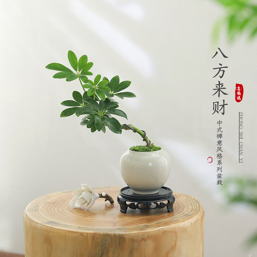 鸭脚木盆栽客厅绿植室内净化空气