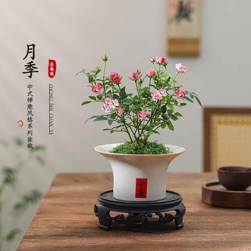 月季须惠季盆栽带花苞绿植客厅