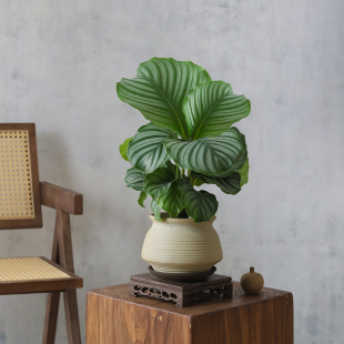 青苹果竹芋盆栽侘寂风植物客厅办公室内桌面好养花卉净化空气绿植