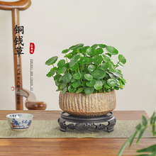 铜钱草水培植物盆栽室内小绿植花卉水养金钱草籽水生四季好养带叶