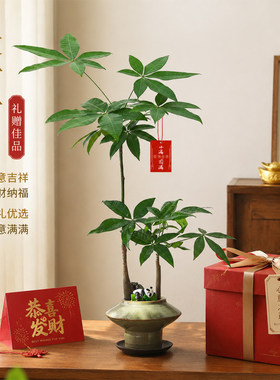 精品双杆发财树根系发达易成活