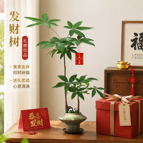 精品双杆发财树根系发达易成活