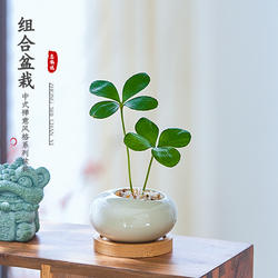 墨西哥铁树四叶幸运草小盆栽绿植室内办公桌懒人植物迷你罗汉松花