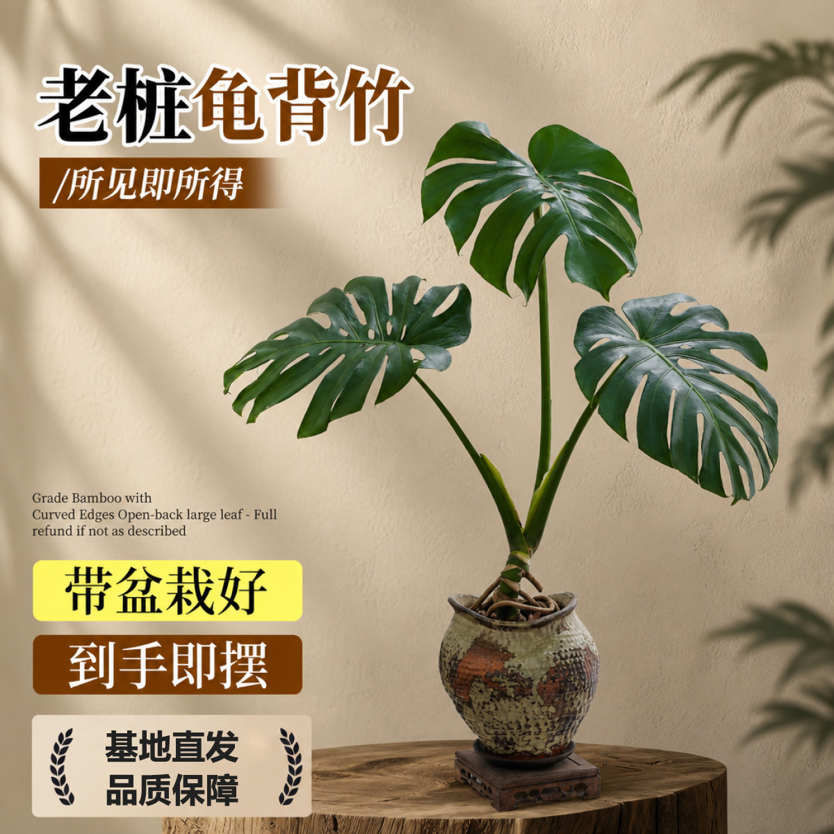 谁能拒绝！巨叶老桩龟背竹盆栽图片