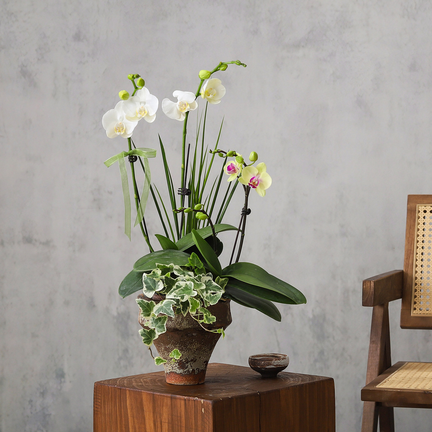 蝴蝶兰盆栽室内带花苞绿植办公室工位花卉懒人四季好养活花卉盆景,鲜花速递/花卉仿真/绿植园艺,国兰/杂交兰/洋兰类,淘宝优惠券,粉丝福利购,淘宝优惠卷